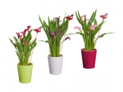 Calla in Keramik zum 1. August CHF 7.99
