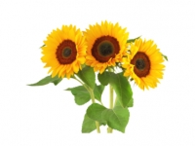 Sonnenblumen CHF&nbsp;3.49