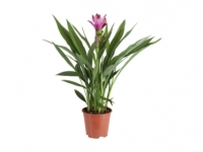 Curcuma (Safranwurz) CHF 9.99