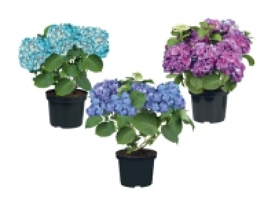 Gartenhortensien CHF 7.99