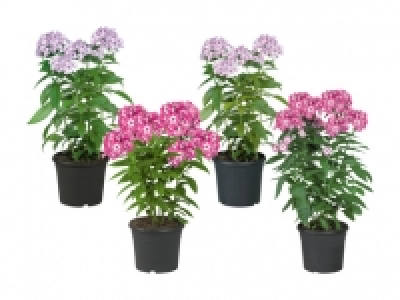 Phlox Paniculata «Flame Serie» CHF 6.99