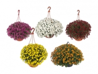 Chrysanthemen Ampel «Skyfall» CHF 9.99