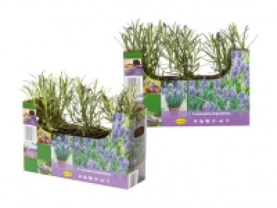 Lavendel angustifolia CHF 3.99