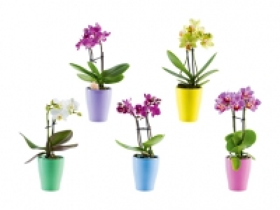 Mini-Phalaenopsis in Keramik CHF 4.99