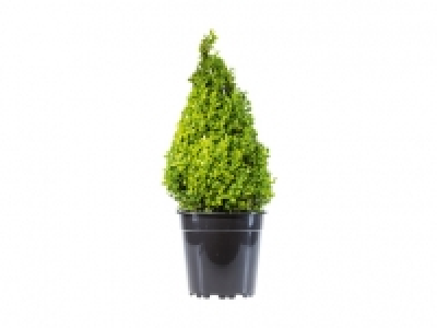 Buxuspyramide CHF 12.99