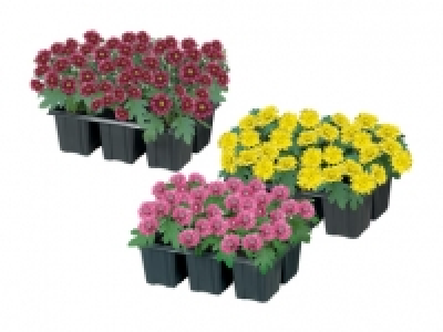 Chrysanthemen CHF 4.99