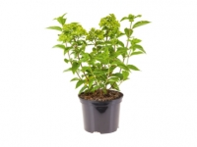 Hydrangea Paniculata «Little Lime» CHF 9.99