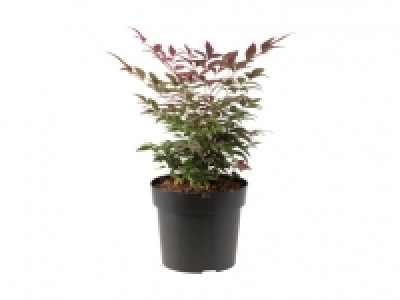 Nandina Himmelsbambus CHF 9.99