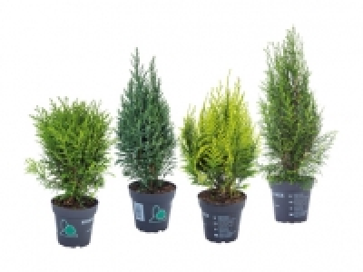 Koniferen Mix CHF 2.49