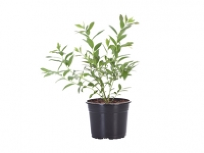 Heidelbeeren im Topf CHF 5.99