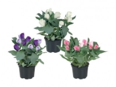Eustoma CHF 2.79