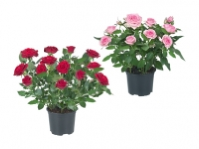 Topfrosen CHF 1.99
