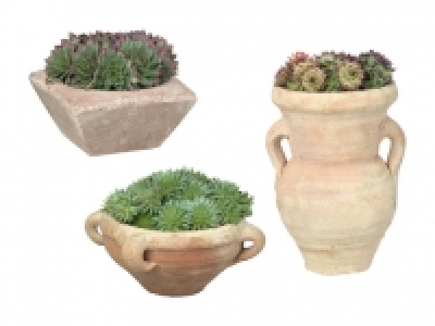 Steingartenpflanzen im Steinguttopf CHF 4.99