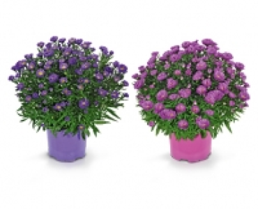 Herbstaster CHF 3.99