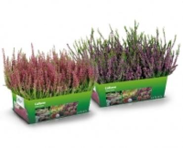 Calluna Vulgaris CHF 5.95