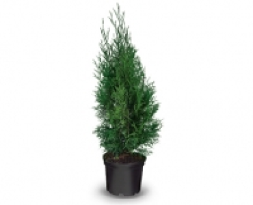 Thuja Smaragd CHF 9.99