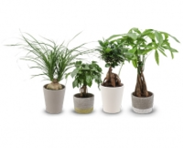 Tropische Grünpflanze CHF 7.99