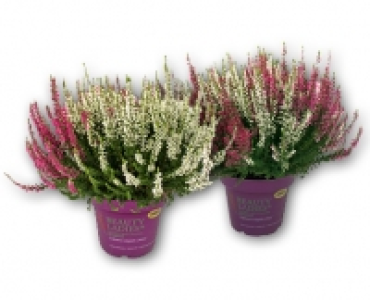 Calluna CHF 2.49