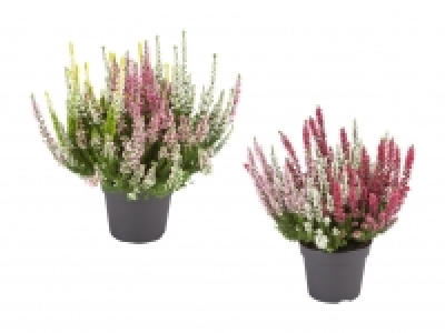Dreifarbige Calluna Vulgaris CHF 2.99
