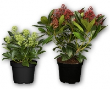 Skimmia CHF 9.99