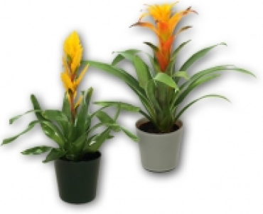 Hochwertige Bromelie CHF 9.99