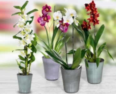 Orchidee CHF 9.99