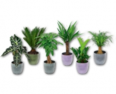 Exklusive Grunpflanze CHF&nbsp;9.99