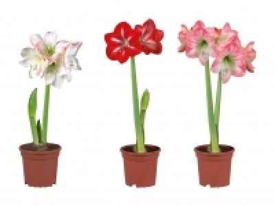 Amaryllis 2-Stieler CHF 4.99