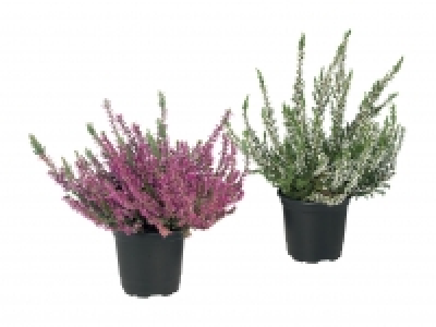 Calluna vulgaris CHF 0.99
