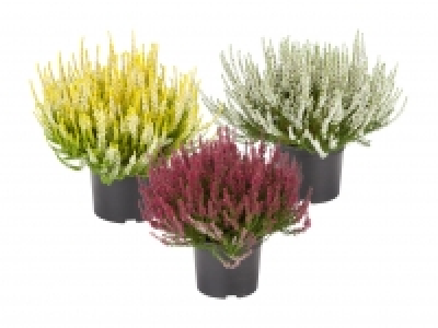 Calluna vulgaris XXL CHF 4.99