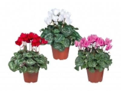 Alpenveilchen CHF 2.49