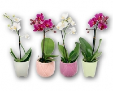 Mini Orchidee CHF 4.99