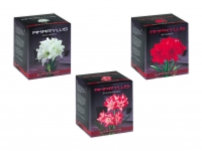 Amaryllis-Zwiebel im Faltkarton CHF 5.99