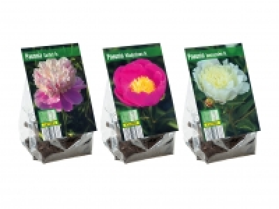 Pfingstrosenknollen CHF 3.49