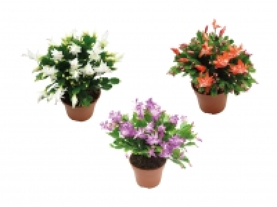 Schlumbergera XXL CHF 7.99