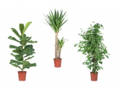 Grosser Grünpflanzenmix CHF 16.99
