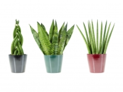 Sanseveria-Mix CHF 3.99