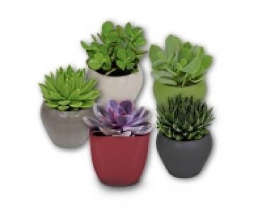 Sukkulente CHF 4.99