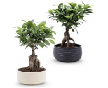 Bonsai CHF 12.99