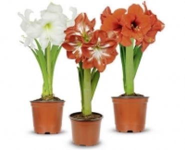 Amaryllis CHF 3.99