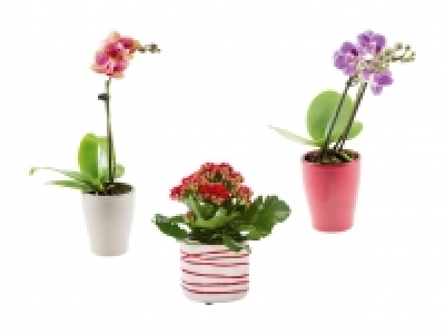 Mini Blühpflanzen in Keramik CHF 3.99