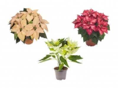 Weihnachtsstern Deluxe CHF 6.99