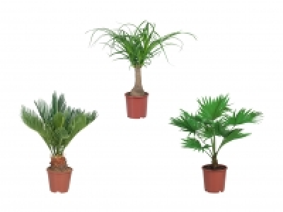 Exklusiver Palmenmix CHF 7.99