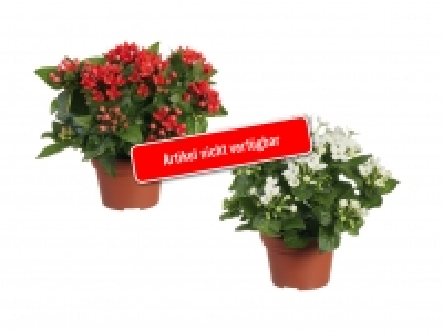 Lidl  Xmas-Bouvardia