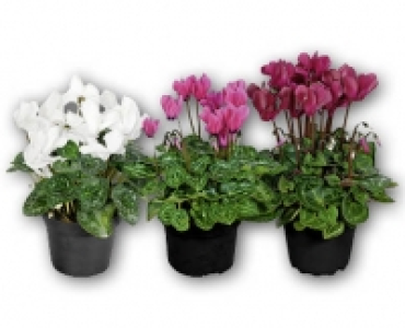 Alpenveilchen CHF 2.49