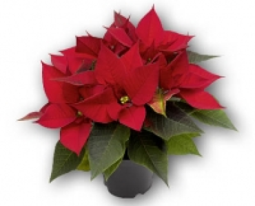 Weihnachtsstern CHF 2.49