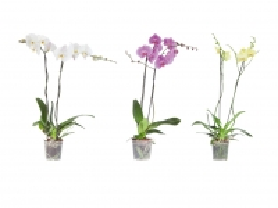 Phalaenopsis XXL CHF 14.99