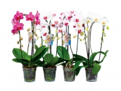 Phalaenopsis Cascade CHF 13.99