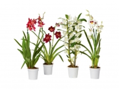 Orchideenmix CHF 9.99