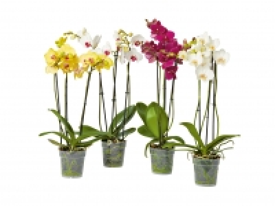 Phalaenopsis 3-Stieler CHF 9.99